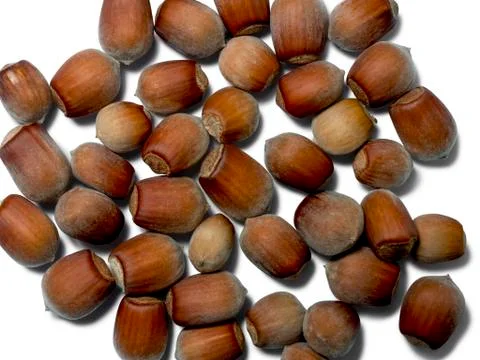 Some hazelnuts isolated on white background. View from above Stock Photos