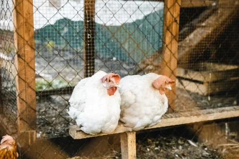 Some hens in a small chicken coop Stock-Fotos