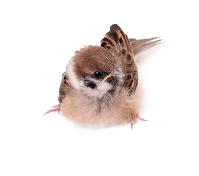 Some homework sparrow isolated white background. Stock Photos