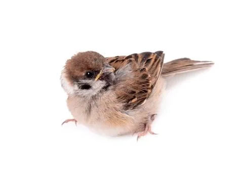 Some homework sparrow isolated white background Stock Photos