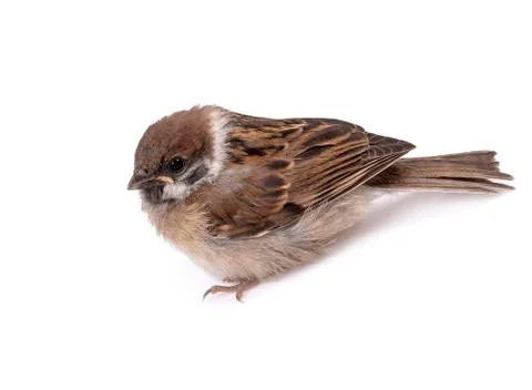 Some homework sparrow isolated white background. Stock Photos