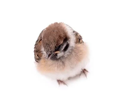 Some homework sparrow isolated white background Stock Photos