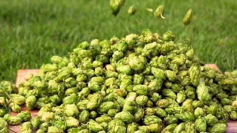 Some hops falling on green background Stock Footage 86444214