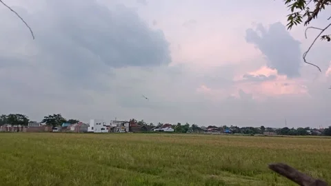 Some Insects Flying Stock Footage 215321976