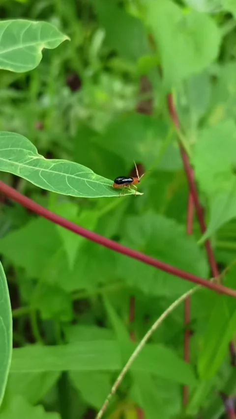 Some insects Stock Footage 232739490