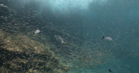 Some Java rabbitfish swim between a swarm of tiny fish. Vídeos de archivo 262313400