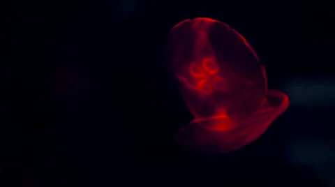 Some jellyfish floating Stock-Footage 68439224