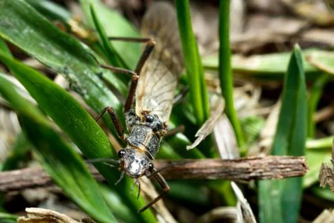 Some kind of insect. Stock Photos