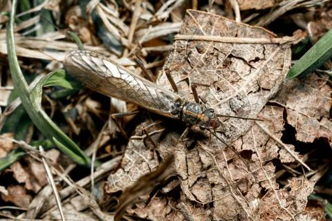 Some kind of insect. Stock Photos