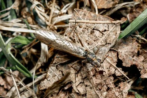 Some kind of insect. Stock Photos