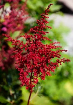 Some kind of red grass that grows among green bushes Stock Photos