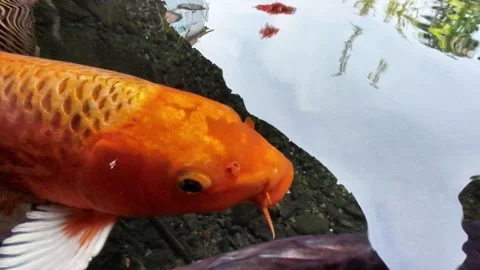 Some Koi Fish In A Clear Pond From A Close Range Stock Footage 245495194