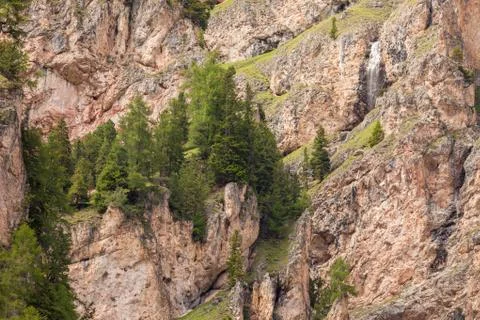 Some larches on impervious mountain wall Foto stock