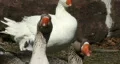 Some Large Geese HD Footage