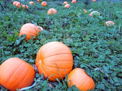 Some large pumpkins growing on a vegetable patch Stock Photos