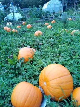Some large pumpkins growing on a vegetable patch Stock Photos