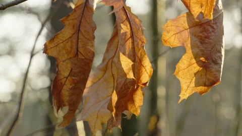 Some last oak tree leaves at autumn, begin winter, lit by the sun at afternoon. Stock Footage 269201346