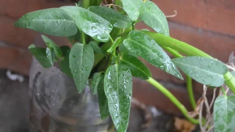 Some leaves that are moving Stock Footage 221839794