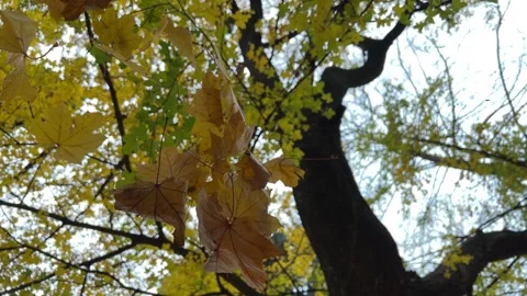 Some leaves fall from the tree Video stock 225769589
