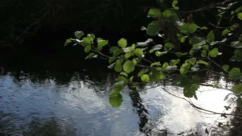 Some leaves moving over the river Stock Footage 239913075