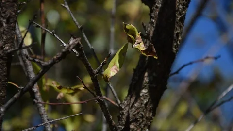 Some leaves moving in the wind in HD. 動画素材 125543533
