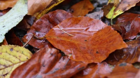 Some leaves in a puddle an its reflections in winter on a windy day Stock Footage 256647983