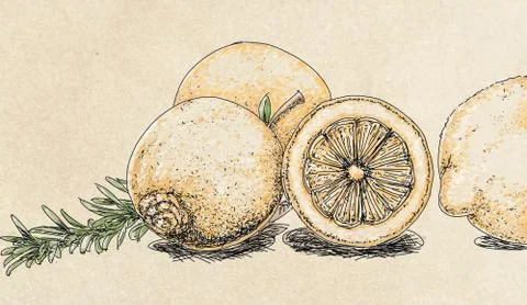 Some lemons with rosemary Stock Illustration