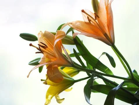 Some Lilys Stock Photos