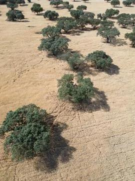 Some lone trees in an empty field, landscape Alentejo Portugal Stock Photos