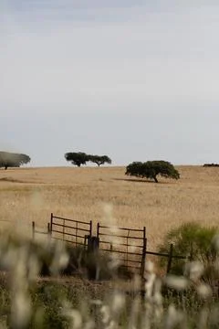 Some lone trees in an empty field, landscape Alentejo Portugal Stock Photos