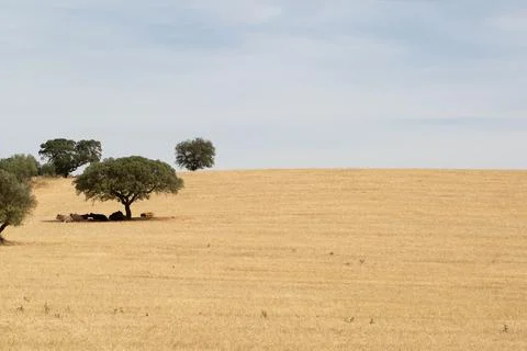 Some lone trees in an empty field, landscape Alentejo Portugal Stock Photos