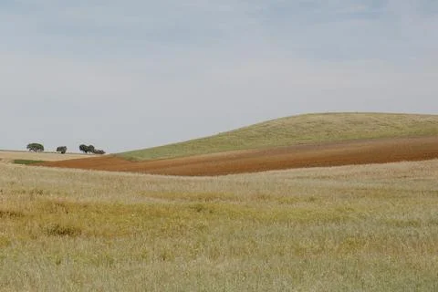 Some lone trees in an empty field, landscape Alentejo Portugal Stock Photos