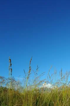 Some long uncut wheat grass with a blue sky behind as a background. Stock Photos