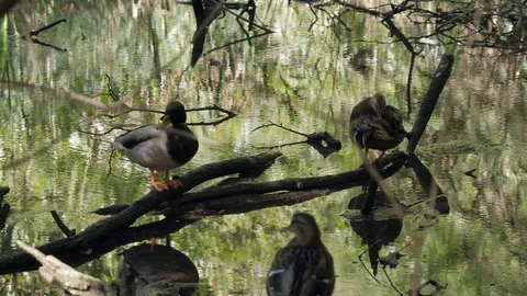 Some mallards on a branch in a pond in autumn 스톡 동영상 118975738