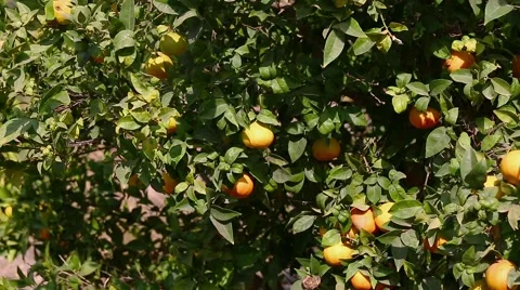 Some mandarins on tree Stock Footage 42593073