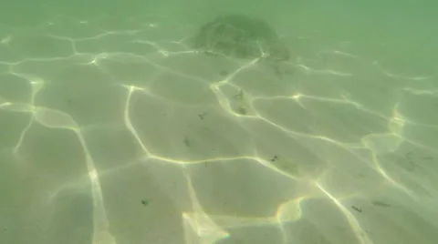 Some marine animal comes down to the bottom of the first-person Stock Footage 42628155