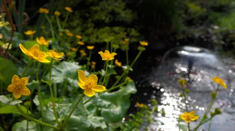 Some marsh marigold ( caltha palustris ) flowers next to a small pond Vidéo 37291618