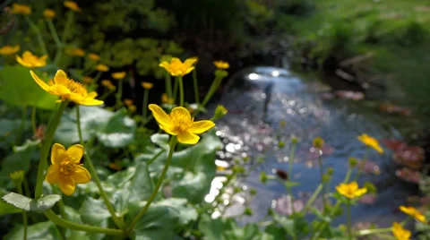 Some marsh marigold ( caltha palustris ) flowers next to a small pond Video stock 37291625