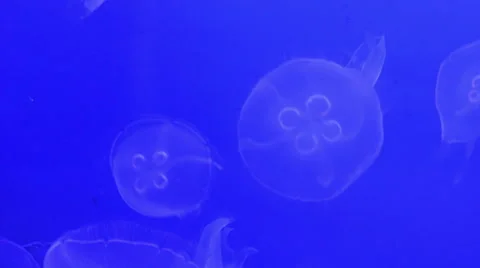 Some Moon jellyfish floating Stock Footage 68439944