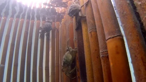 Some mud crabs defending their territory Stock Footage 93542608