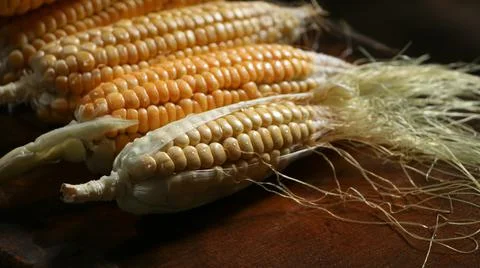Some Natural Raw Corn Cobs Stock Photos