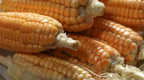 Some Natural Raw Corn Cobs Stock Photos