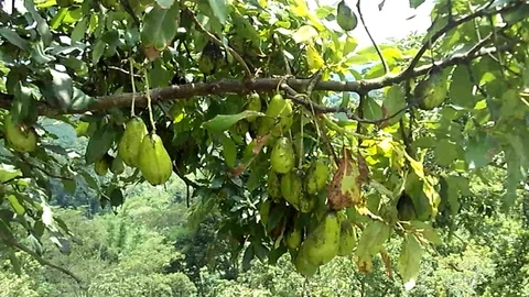 Some old avocado hanging on the big avocado tree. Stock Footage 123564766