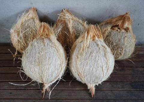 Some old coconuts that have been opened are on the trasitional chocolate table Foto stock