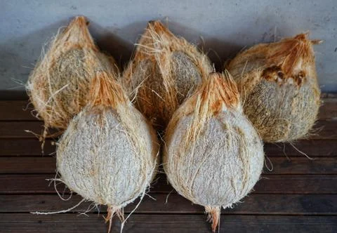 Some old coconuts that have been opened are on the trasitional chocolate table Foto stock