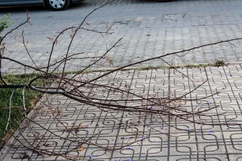 Some Old Dead Branches on Pavement Stones Stock Photos