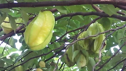 Some Old Star fruit or starfruit hanging on the tree, carambola. Stock Footage 153516586