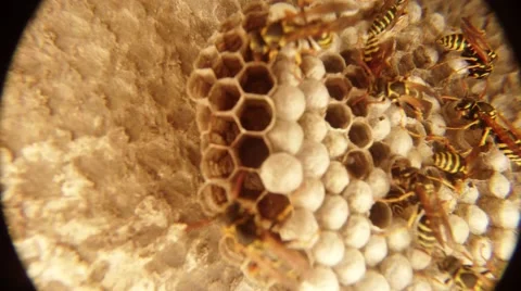 Some Orange and Black Tabby Wasps Swarming Along Honeycomb Closeup Stock Footage 66207318