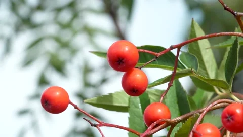 Some orange mountain ash on a branch Stock Footage 210811602