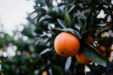 Some oranges hanging from the tree Fotos de archivo